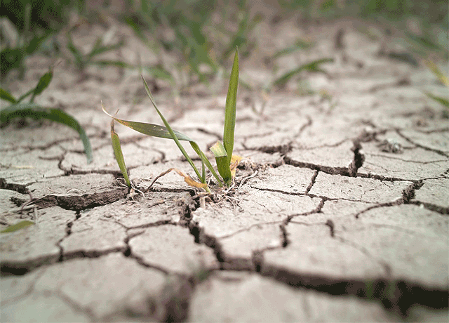 Dry Ground with Cracks and Grass