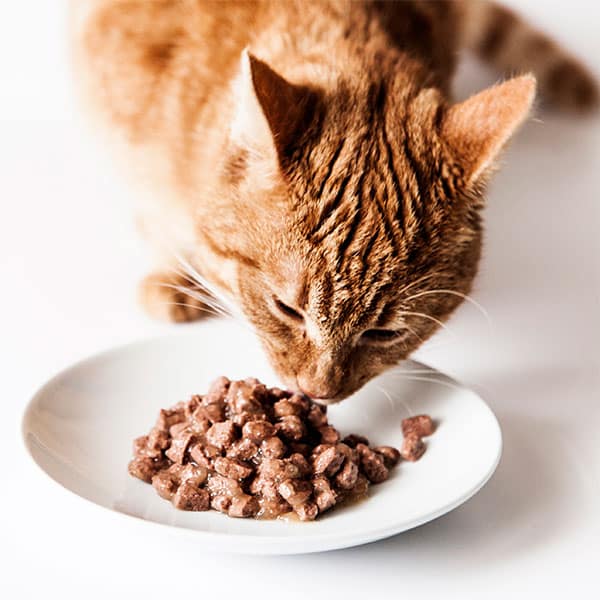 Both-the-dog-and-cat-food-markets-are-increasingly-dominated-by-high-quality-products